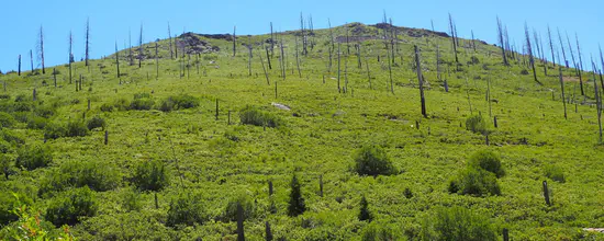 Long-term post-fire forest recovery