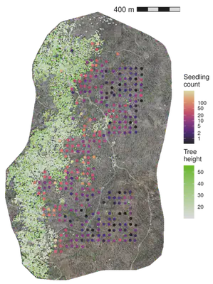 Drone-mapped trees (small green points, with darker green indicating taller trees) and field-surveyed regeneration plots (large blue points, with darker blue indicating higher seedling density) at two study fires in California