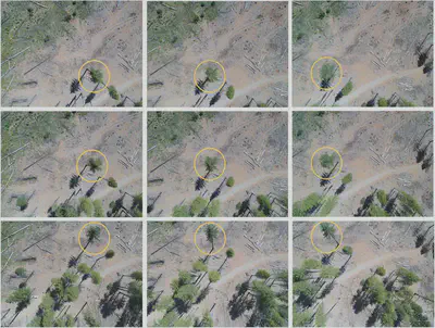 Example of an individual tree viewed from multiple angles in separate drone images.